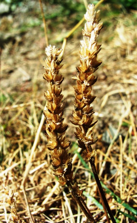 Plantago maritima subsp. serpentina